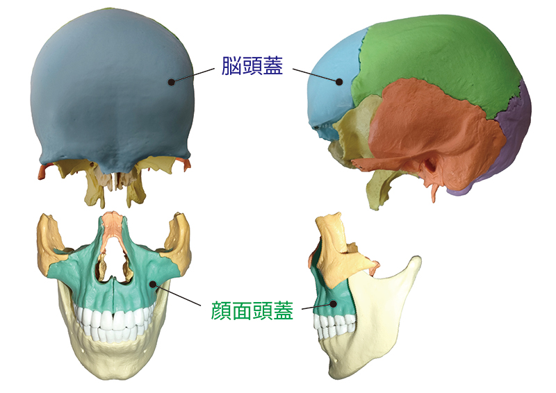 脳頭蓋と顔面頭蓋