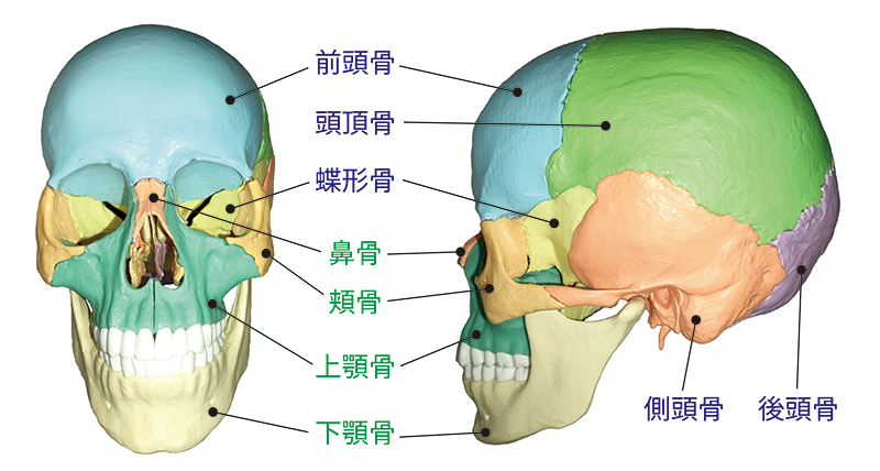 頭蓋骨の構造